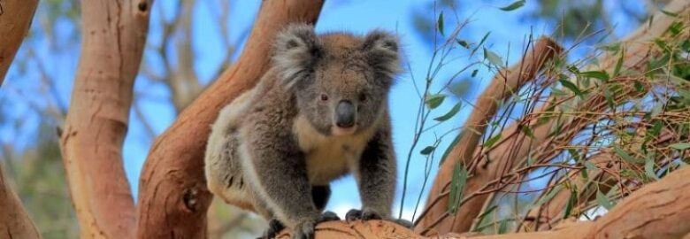 Kangaroo Island Wildlife Park